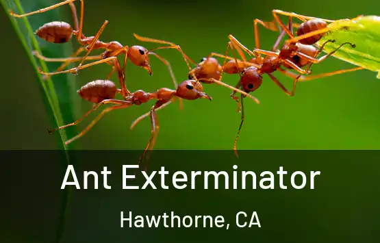  Ant Exterminator Hawthorne, CA