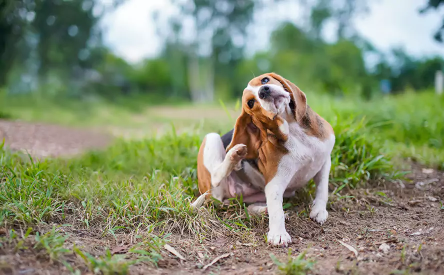 Our Proven Flea Infestation Treatment in Hawthorne