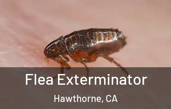  Flea Exterminator Hawthorne, CA