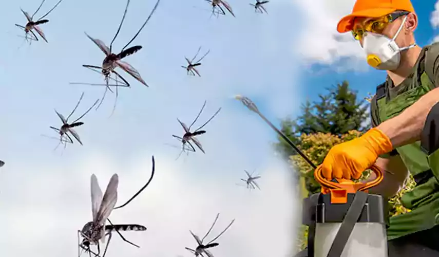 Mosquito Pest Control in Hawthorne, CA