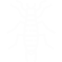 Earwigs Pest Control Hawthorne, CA