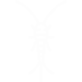 Silverfish Pest Control Hawthorne, California