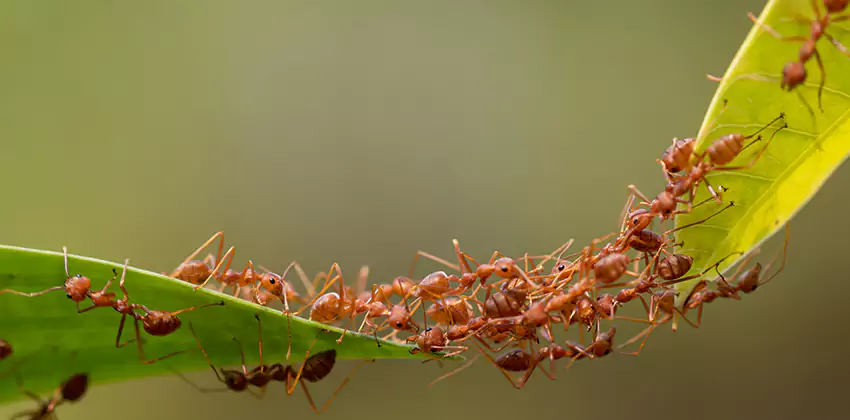 ant-control in Hawthorne, CA