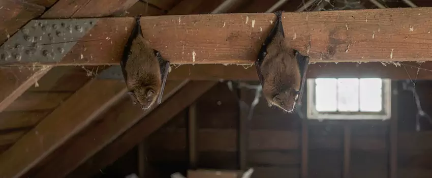 bat-exterminator in Hawthorne, CA