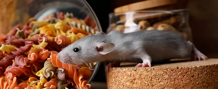 Rodent Extermination for Families with Children & Pets Hawthorne, CA