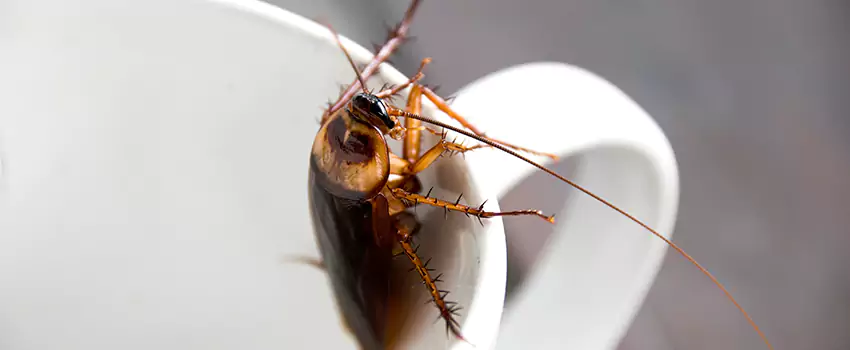 cockroach-pest-control in Hawthorne, CA