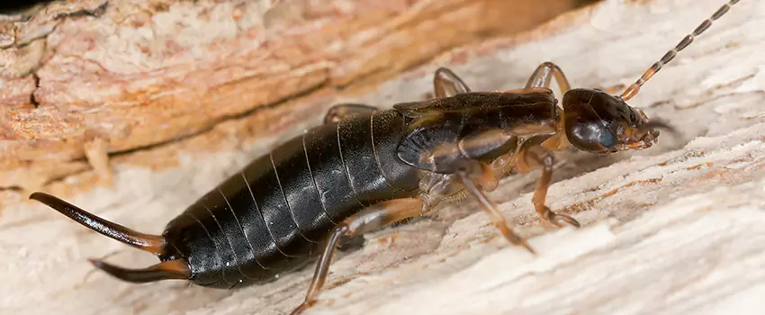 earwig-control in Hawthorne, CA
