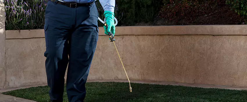 flea-treatment in Hawthorne, CA