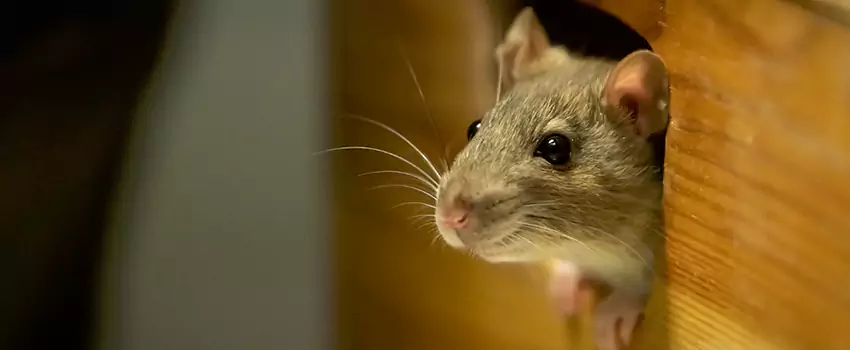 mice-exterminator in Hawthorne, CA