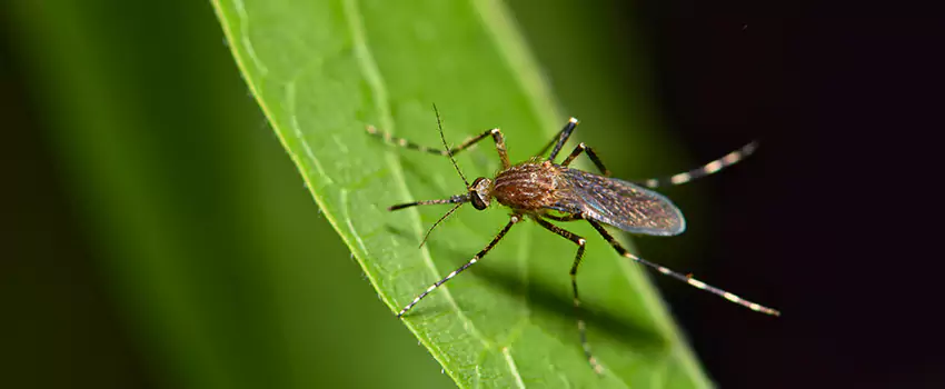 mosquito-treatment in Hawthorne, CA