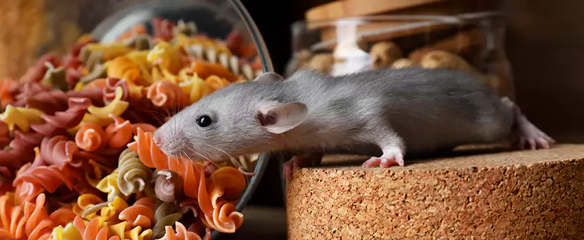 mouse-exterminator in Hawthorne, CA