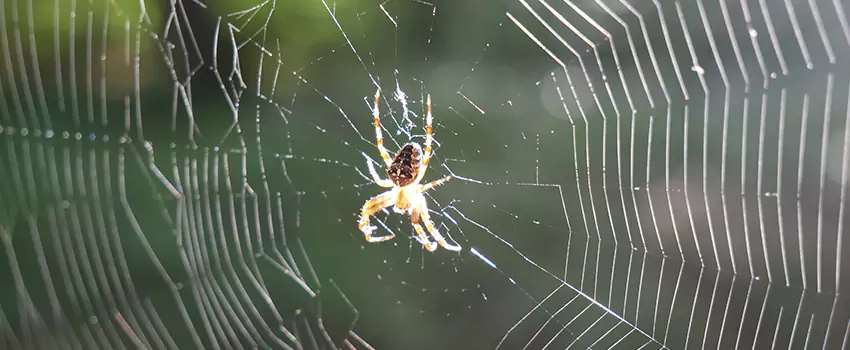 spider-pest-control in Hawthorne, CA