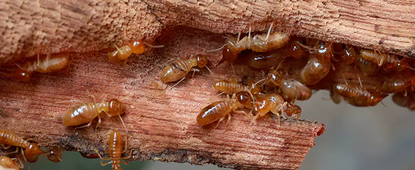 termite-treatment in Hawthorne, CA