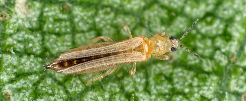 thrips-treatment in Hawthorne, CA