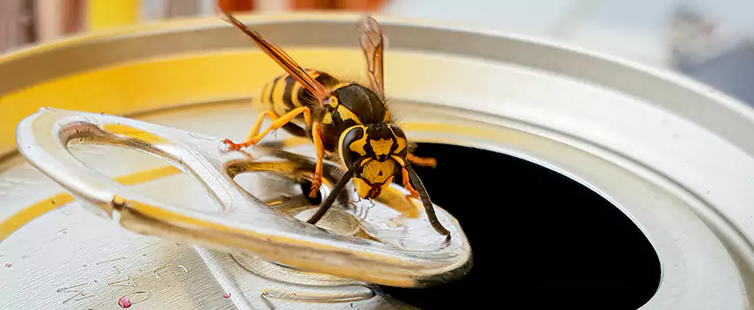 yellow-jacket-exterminator in Hawthorne, CA