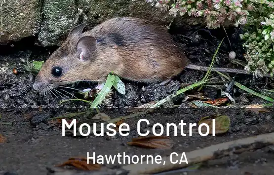  Mouse Control Hawthorne, CA
