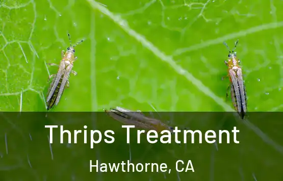  Thrips Treatment Hawthorne, CA